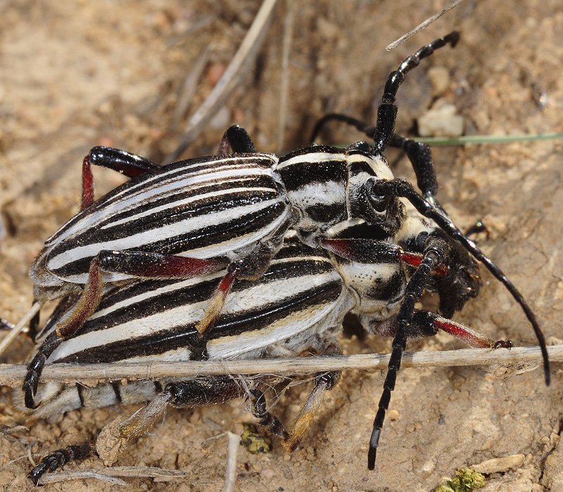 Dorcadion archarlense