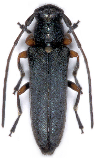 Phytoecia geniculata