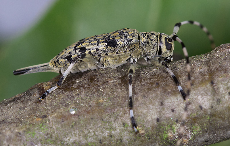 Acanthocinus xanthoneurus