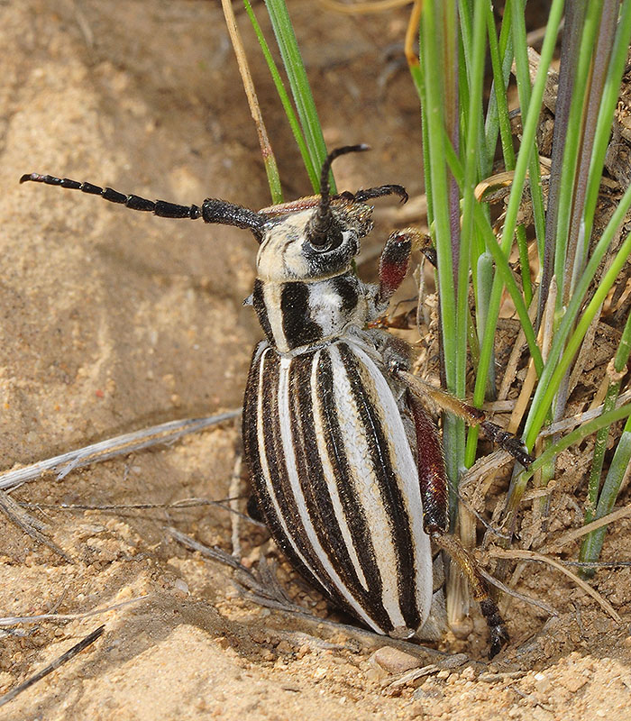 Dorcadion archarlense female