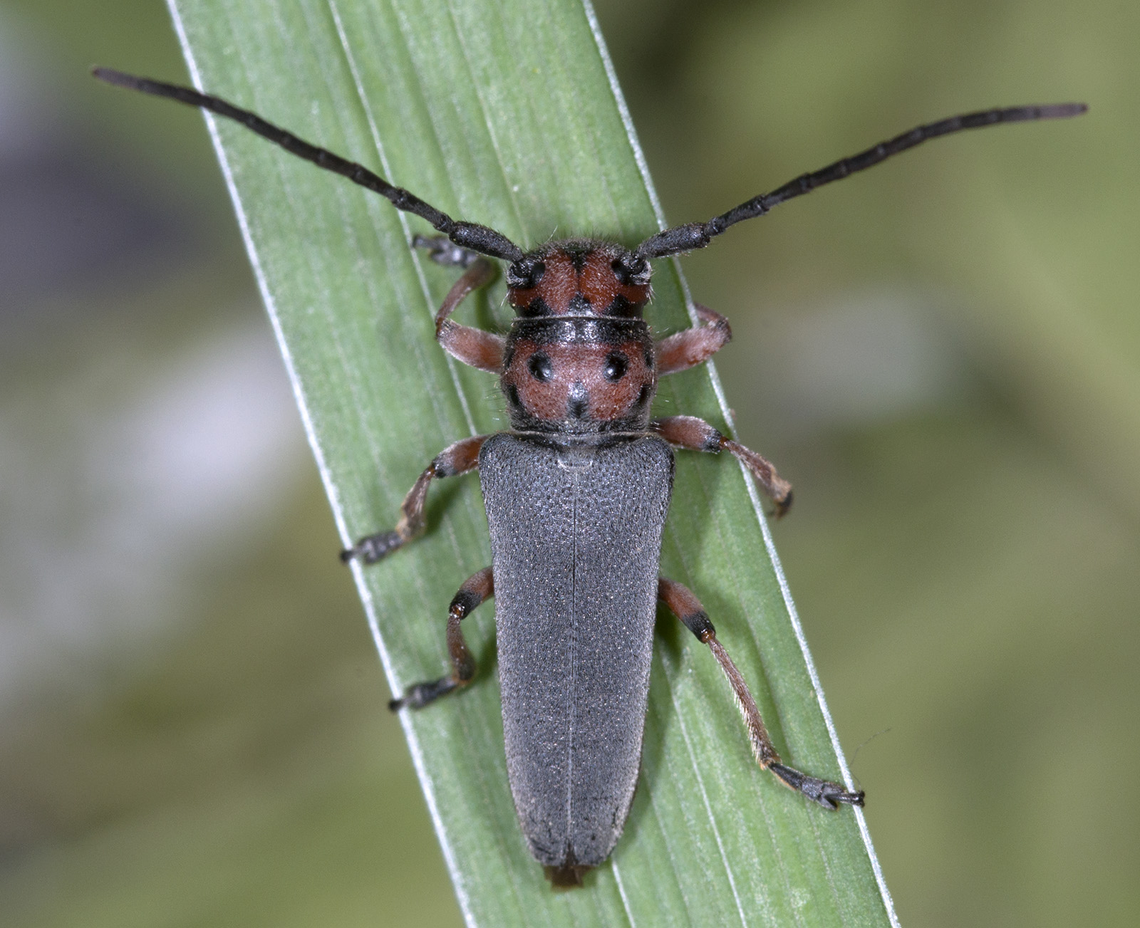 Phytoecia rubropunctata