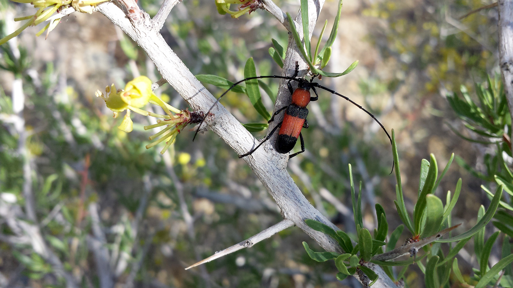 Purpuricenus zarudnianus - gallery