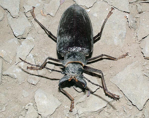 Anthracocentrus rugiceps - female