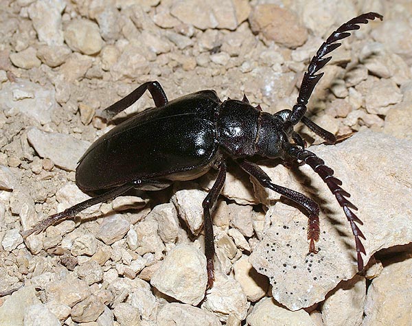 Mesoprionus persicus