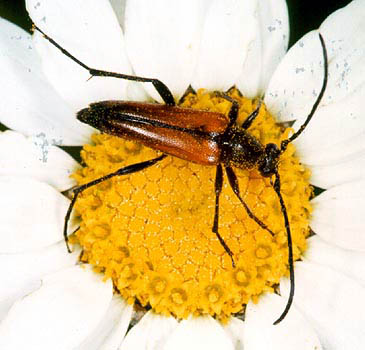 Stenurella bifasciata