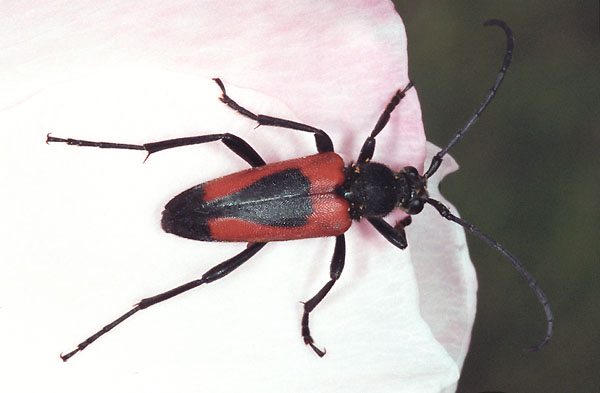 Stictoleptura cordigera