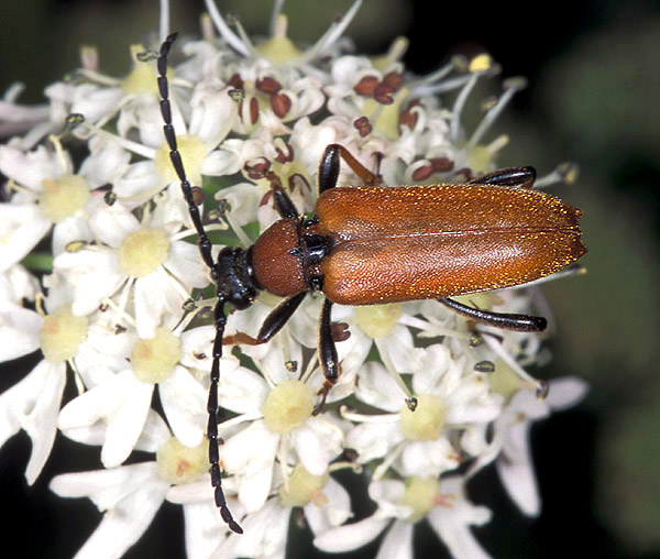 Stictoleptura rubra