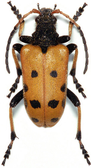 Brachyta balcanica