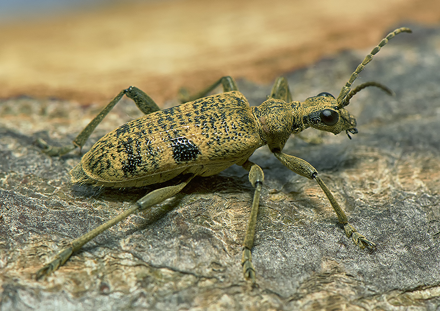 Rhagium mordax