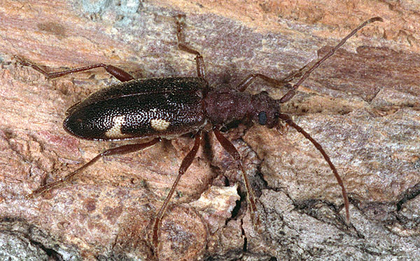 Xylosteus caucasicola kadleci