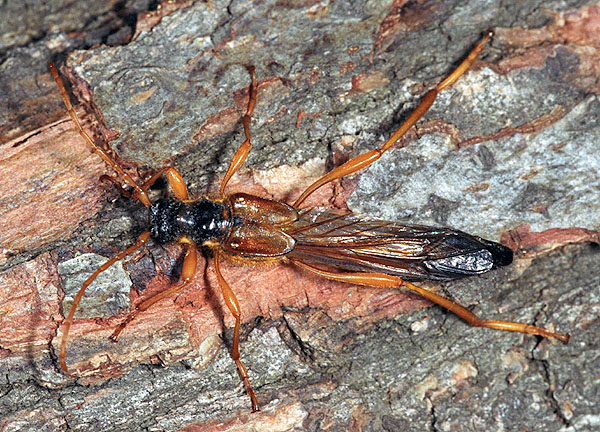 Necydalis sirexoides