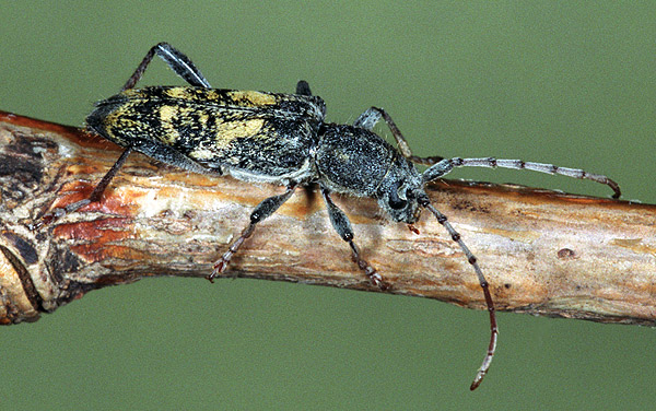 Paraclytus reitteri