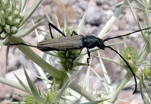 Osphranteria coerulescens coerulescens