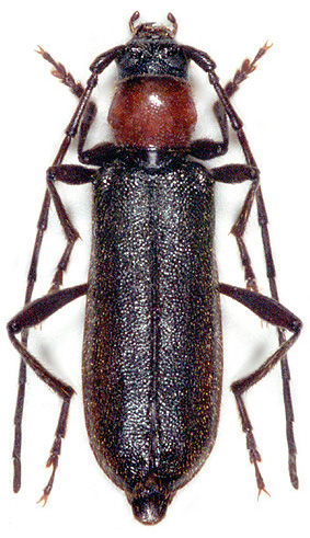 Pronocera angusta