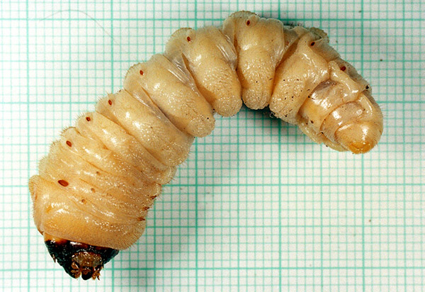 Cerambyx cerdo - larva