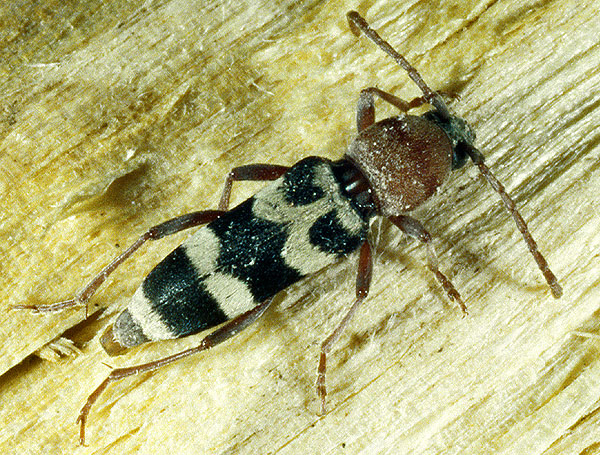 Chlorophorus trifasciatus