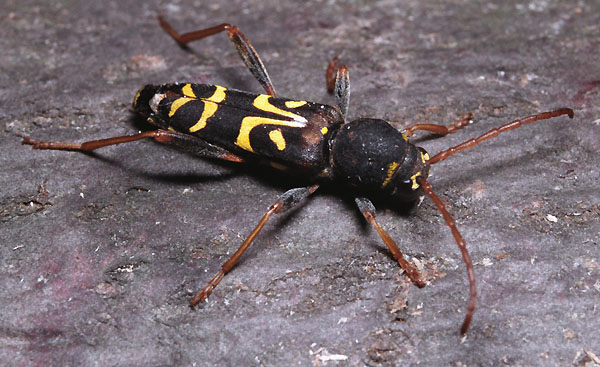 Clytus tropicus