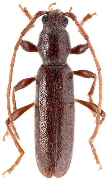 Hybometopia starcki