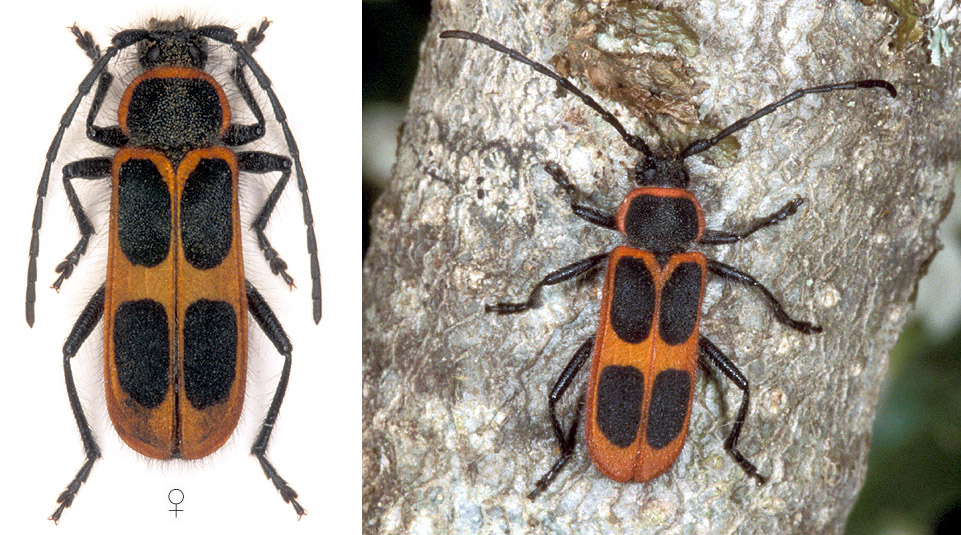 Calchaenesthes oblongomaculata