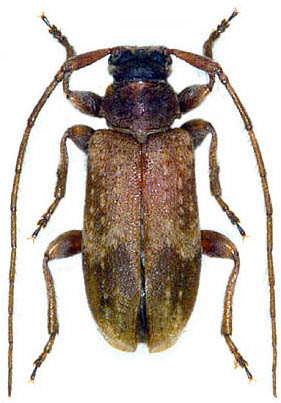 Exocentrus adspersus