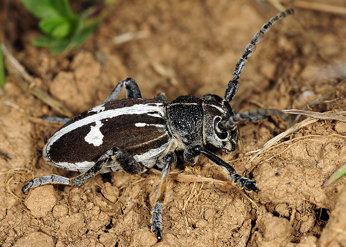 Dorcadion equestre reclinatum