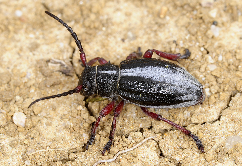 Dorcadion gallipolitanum fumidum