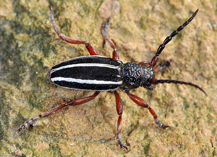 Dorcadion scabricolle scabricolle