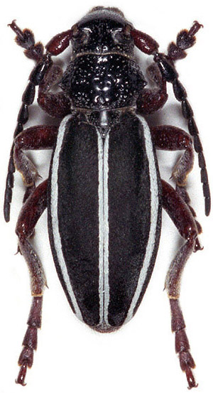 Dorcadion scabricolle scabricolle