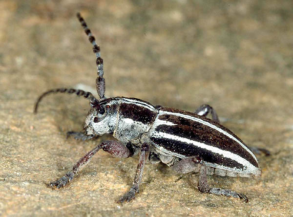 Dorcadion molitor