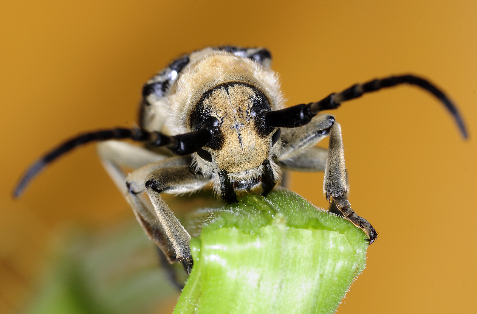 Mallosia galinae female