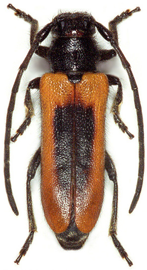 Phytoecia circumdata