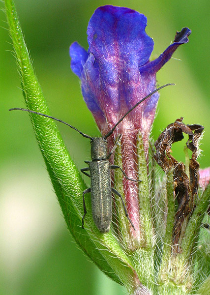 Phytoecia molybdaena