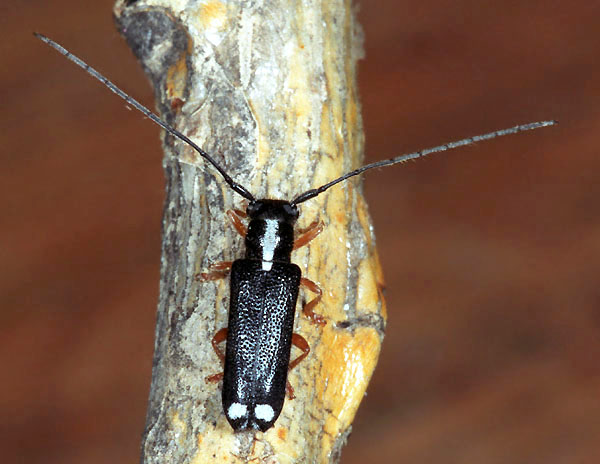 Menesia bipunctata