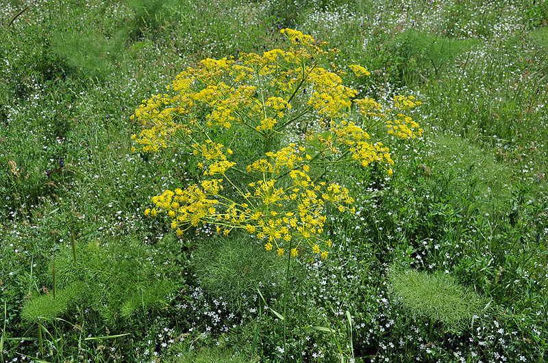 Prangos ferulacea