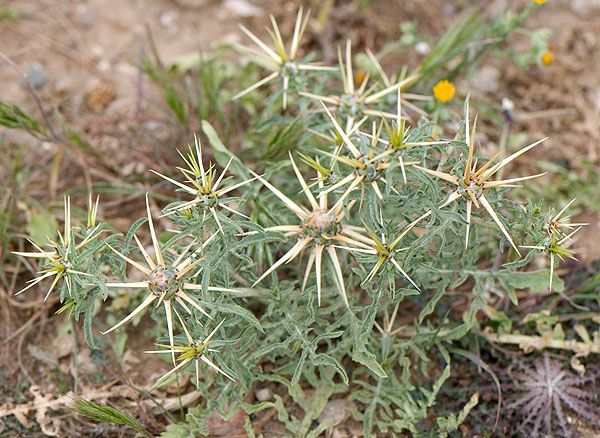 Centaurea hyalolepis