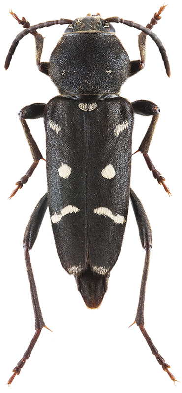 Xylotrechus sieversi