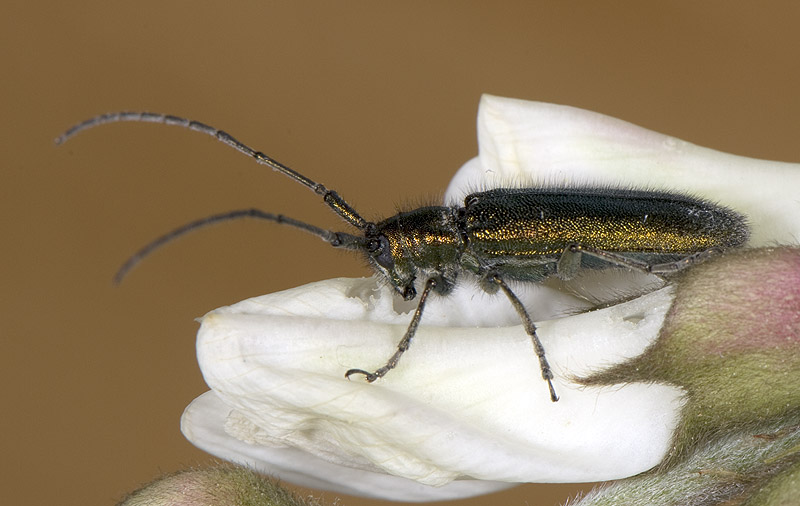 Agapanthia gemella