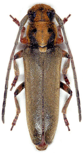 Phytoecia suworovi