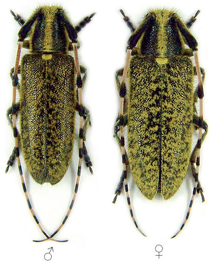 Agapanthia sicula sicula