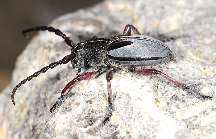 Dorcadion obenbergeri