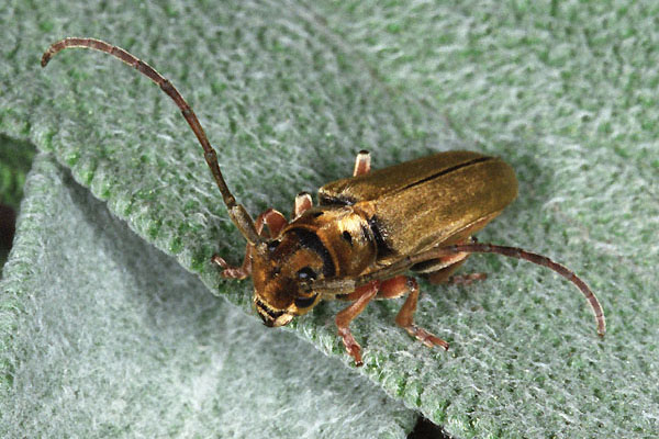 Phytoecia salvicola