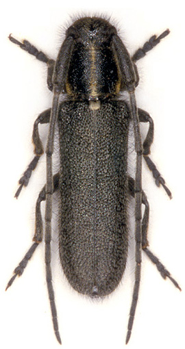 Agapanthia fallax