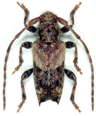 Pogonocherus hispidus