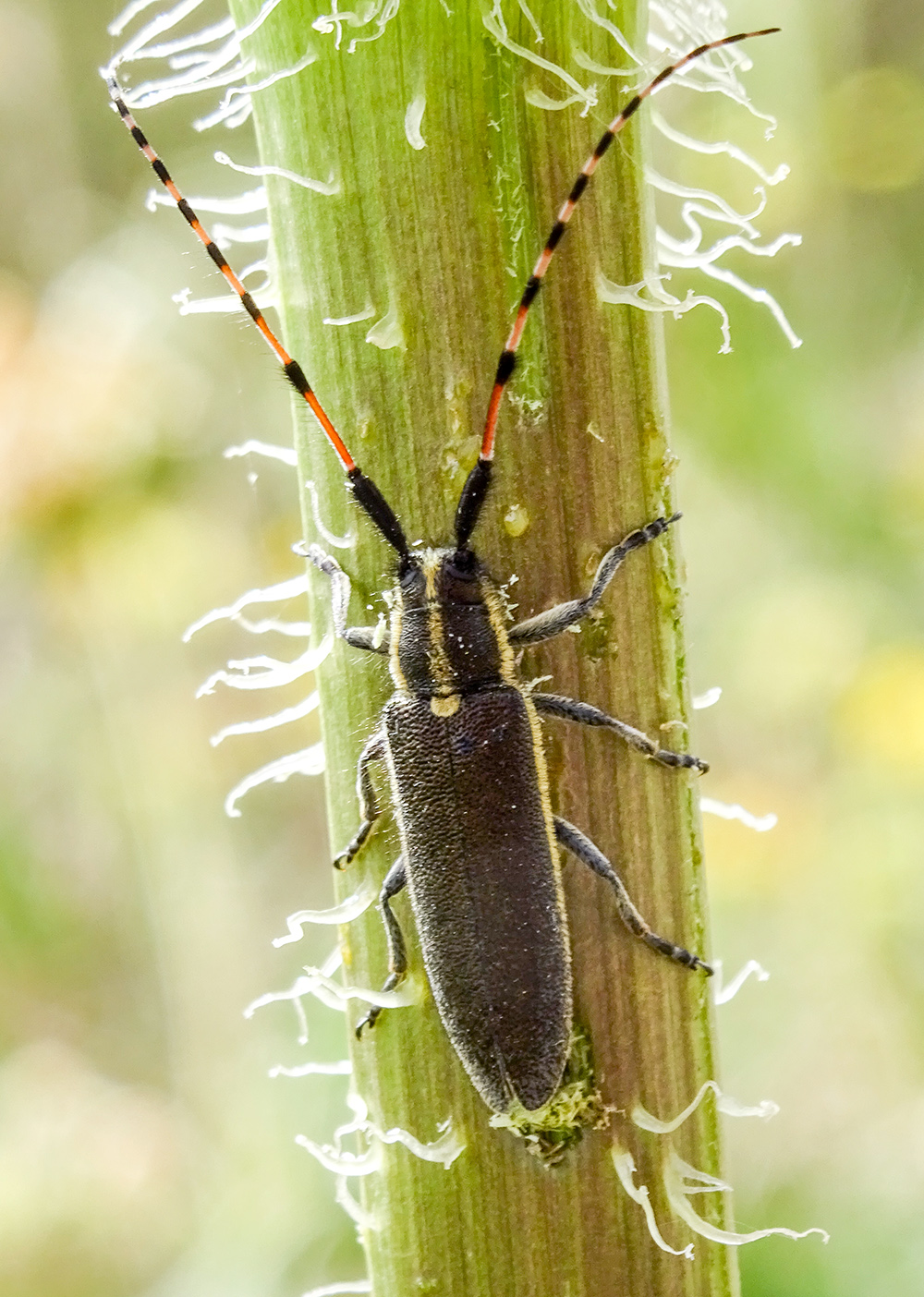 Agapanthia renatae