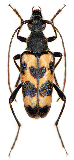 Judolia sexmaculata