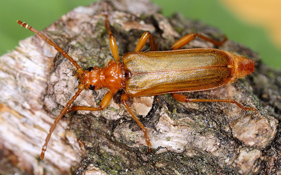 Rhamnusium bicolor testaceipenne