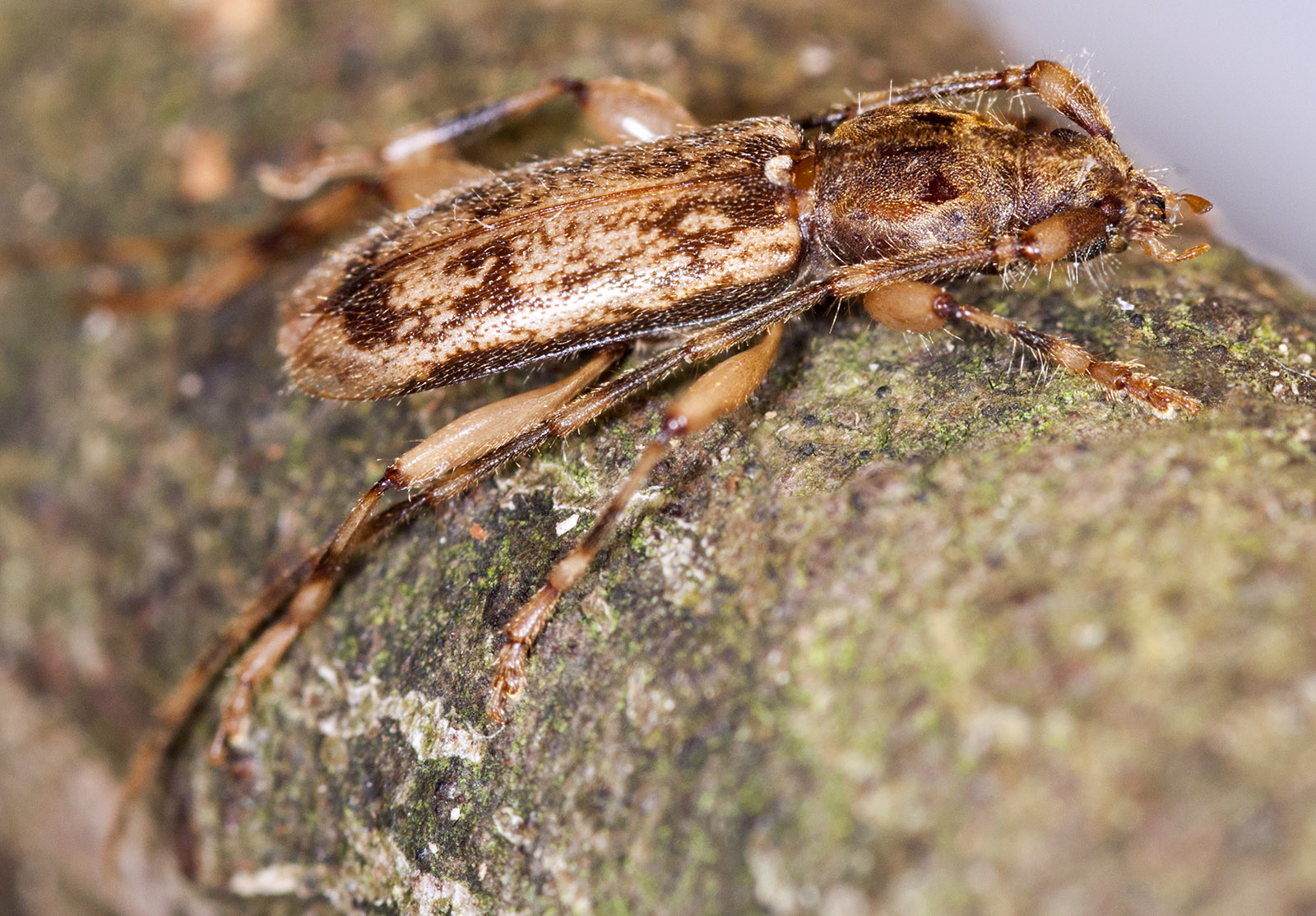 Crotchiella brachyptera