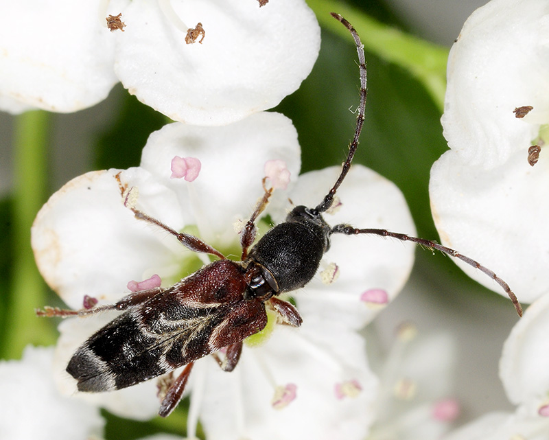 Anaglyptus simplicicornis