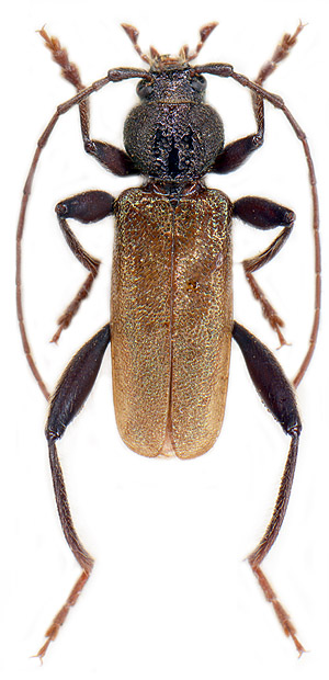 Callidium coriaceum