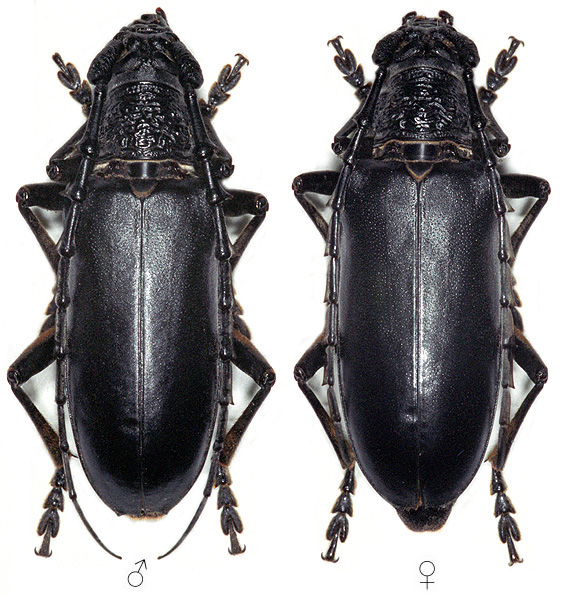 Neoplocaederus scapularis